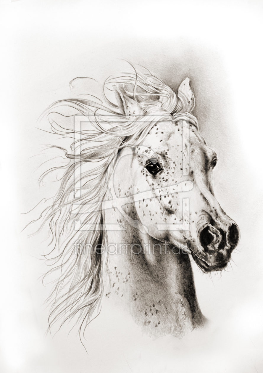 Bild-Nr.: 11465821 Arabian Spirit erstellt von Art-Equus