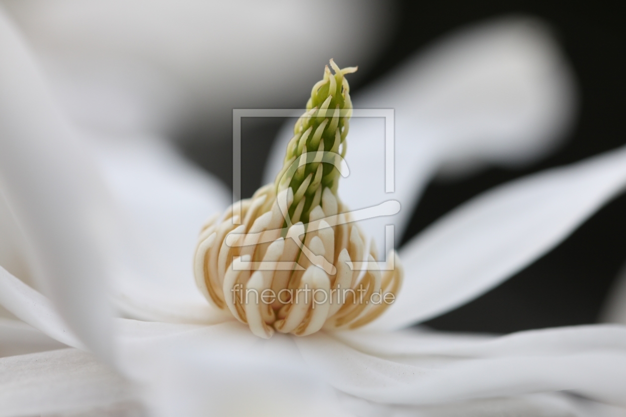 Bild-Nr.: 11482468 Stern-Magnolie Magnolia stellata erstellt von Renate Knapp