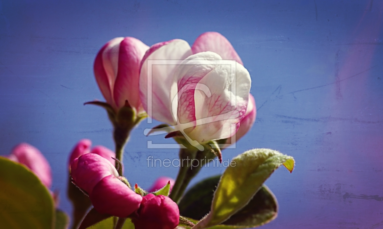 Bild-Nr.: 11491043 Fleurs de pommier erstellt von youhaveadream
