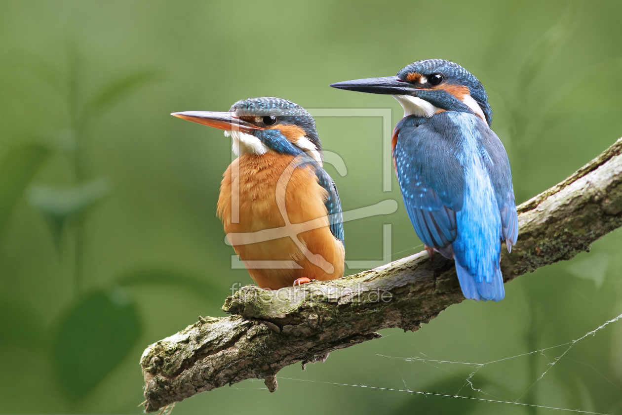 Bild-Nr.: 11525128 Eisvögel erstellt von WildlifePhotography