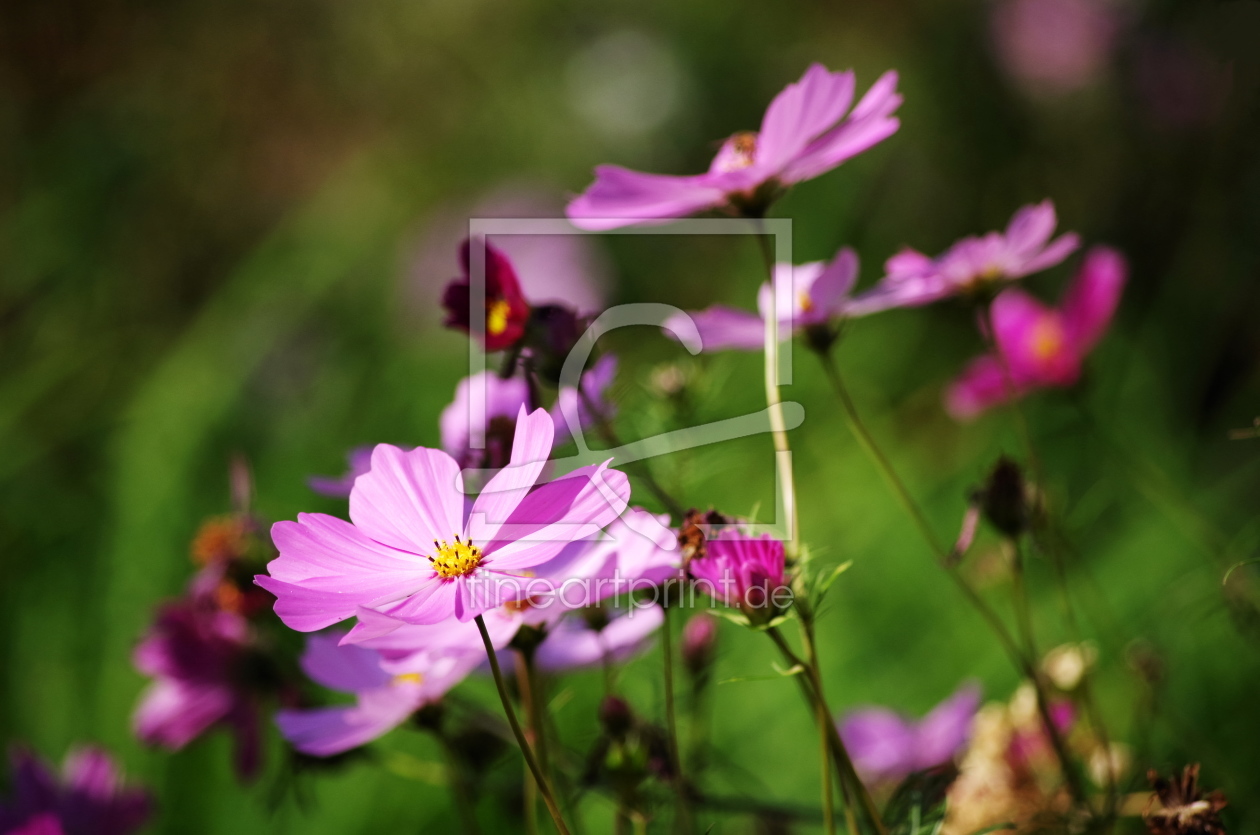 Bild-Nr.: 11530276 Schmuckkörbchen - Cosmea erstellt von Bianca Schumann