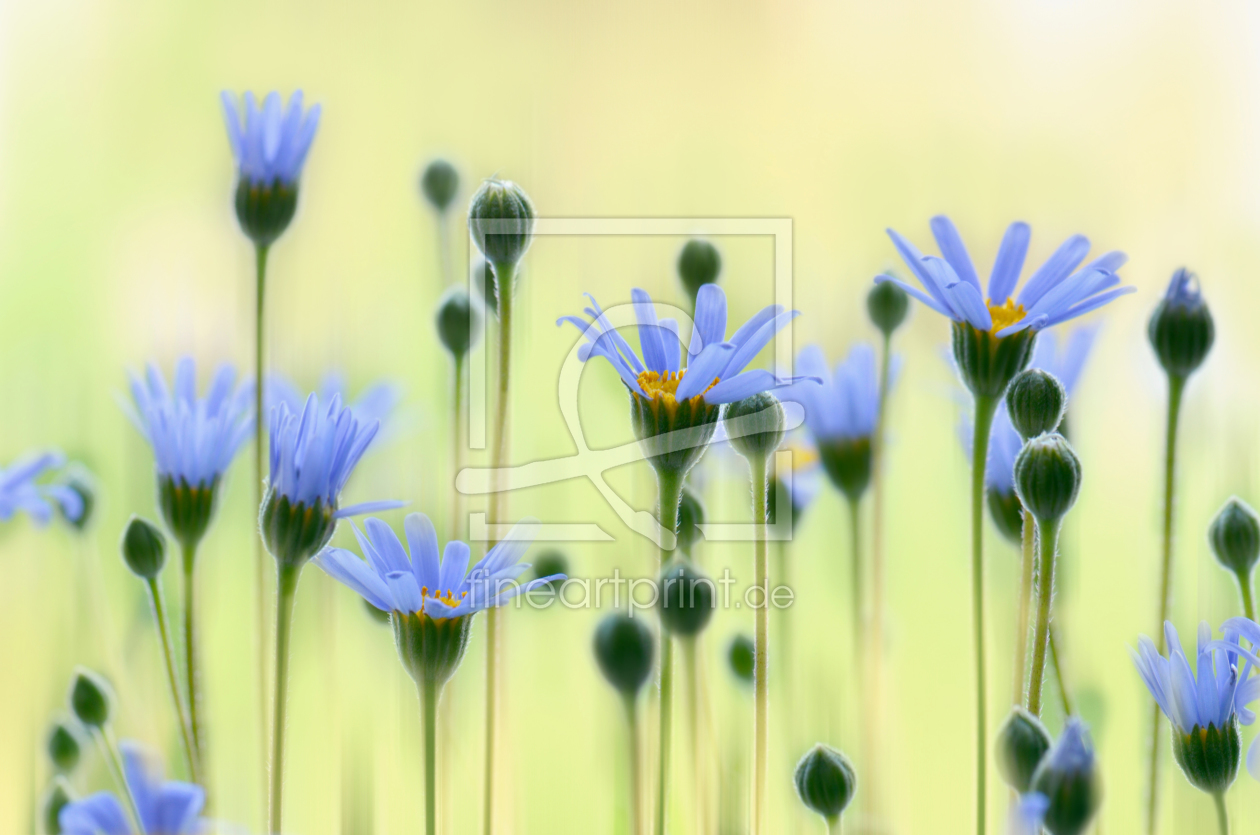 Bild-Nr.: 11569884 Blaue Sommerblumen erstellt von Atteloi