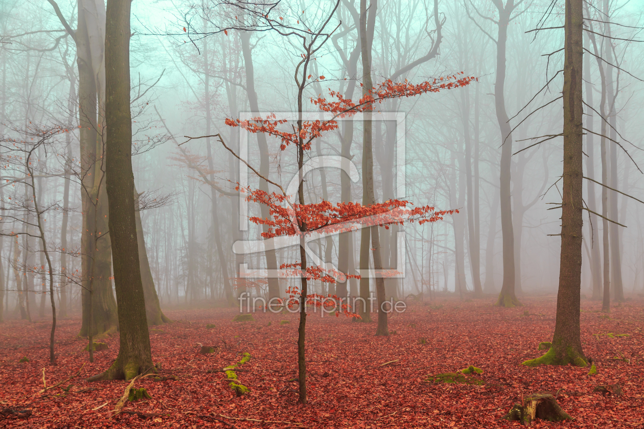 Bild-Nr.: 11608779 Zauber Wald in rot und türkis erstellt von wsf-fineartprint