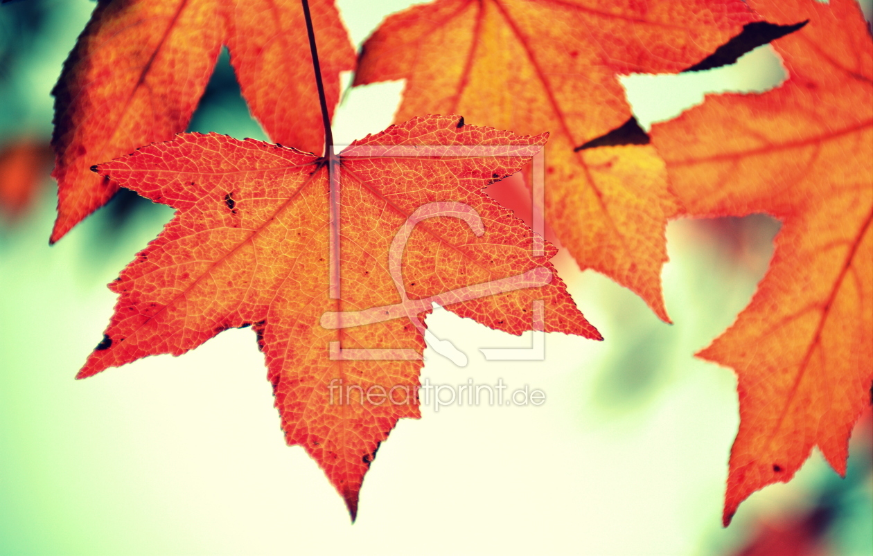 Bild-Nr.: 11612445 Herbst-Poesie erstellt von GUGIGEI