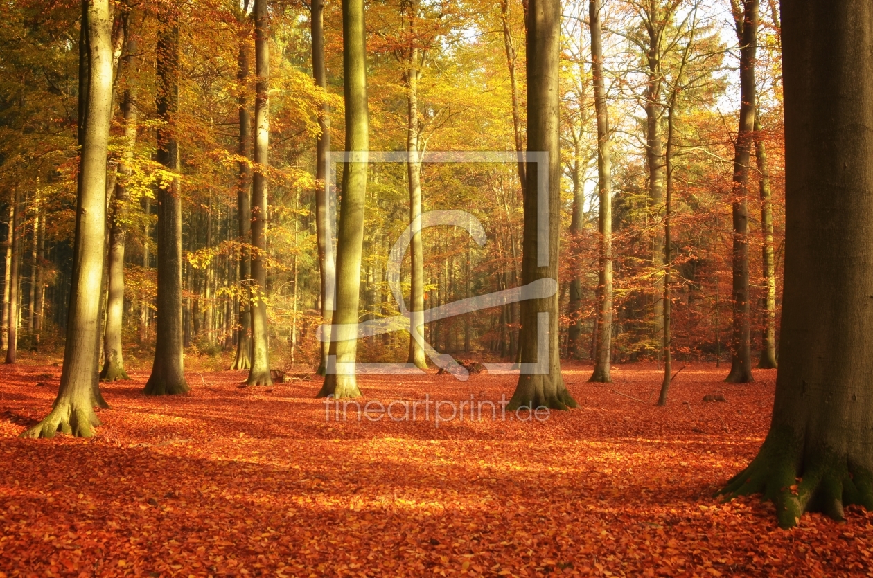 Bild-Nr.: 11614707 Sonniger Herbst Wald erstellt von Susann Mielke