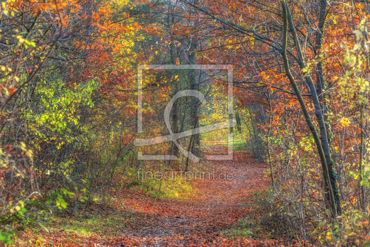 Bild-Nr.: 11624015 Bunter Herbstwald erstellt von Thomas Herzog