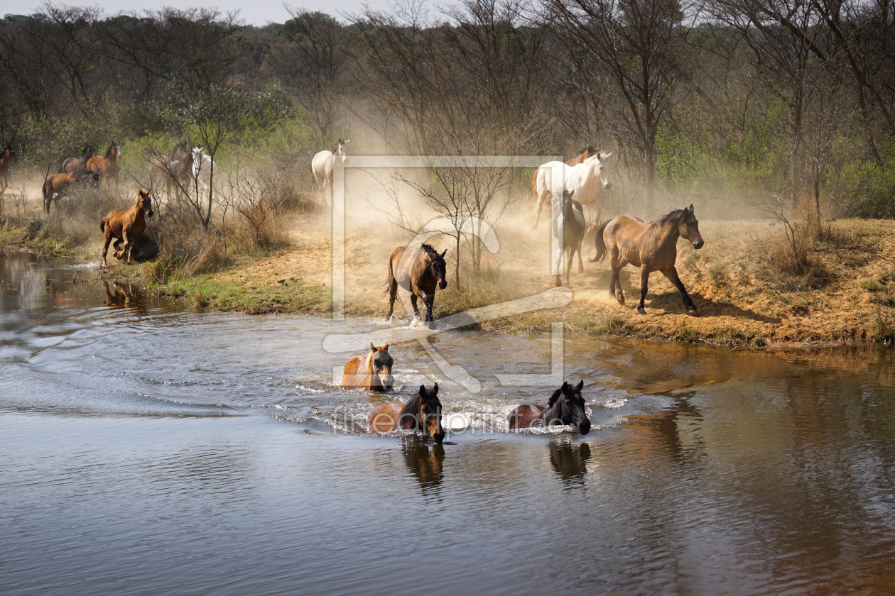 Bild-Nr.: 11671914 Pferde im Wasser - Anlauf erstellt von Steff1911