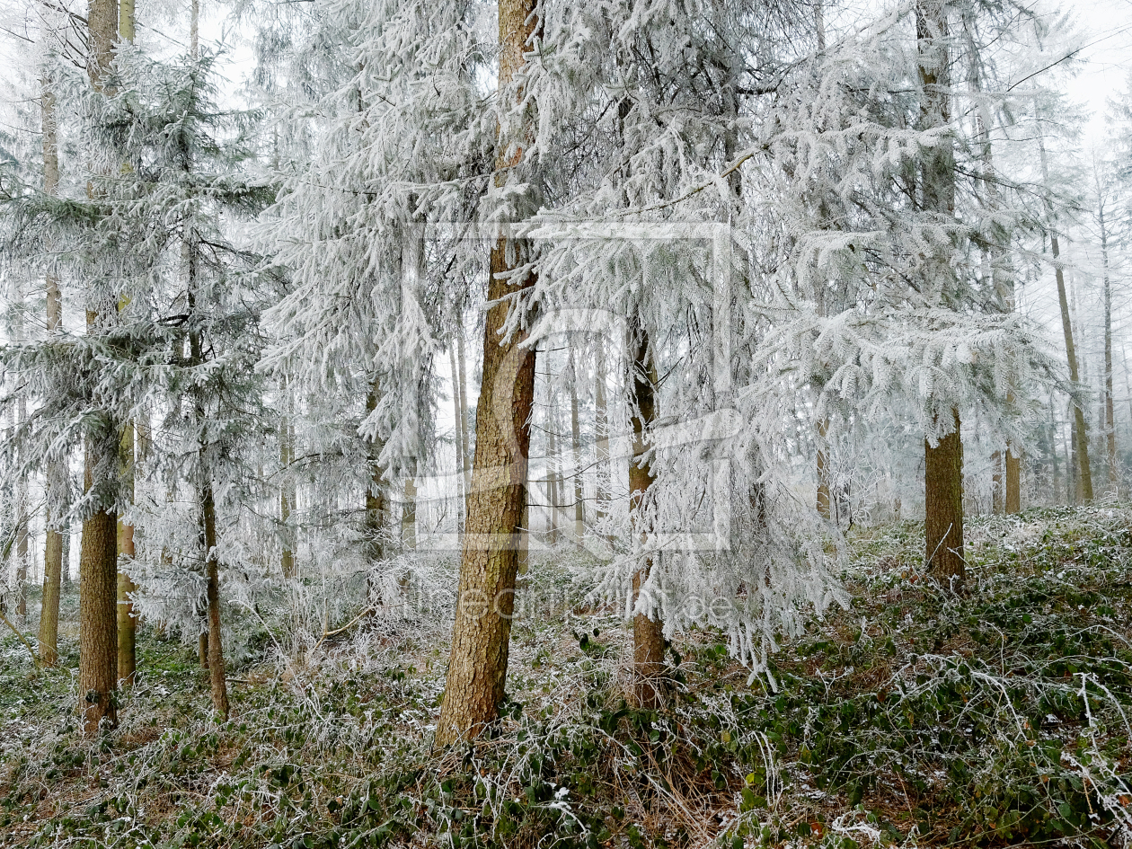 Bild-Nr.: 11677742 Winterwald erstellt von Ostfriese