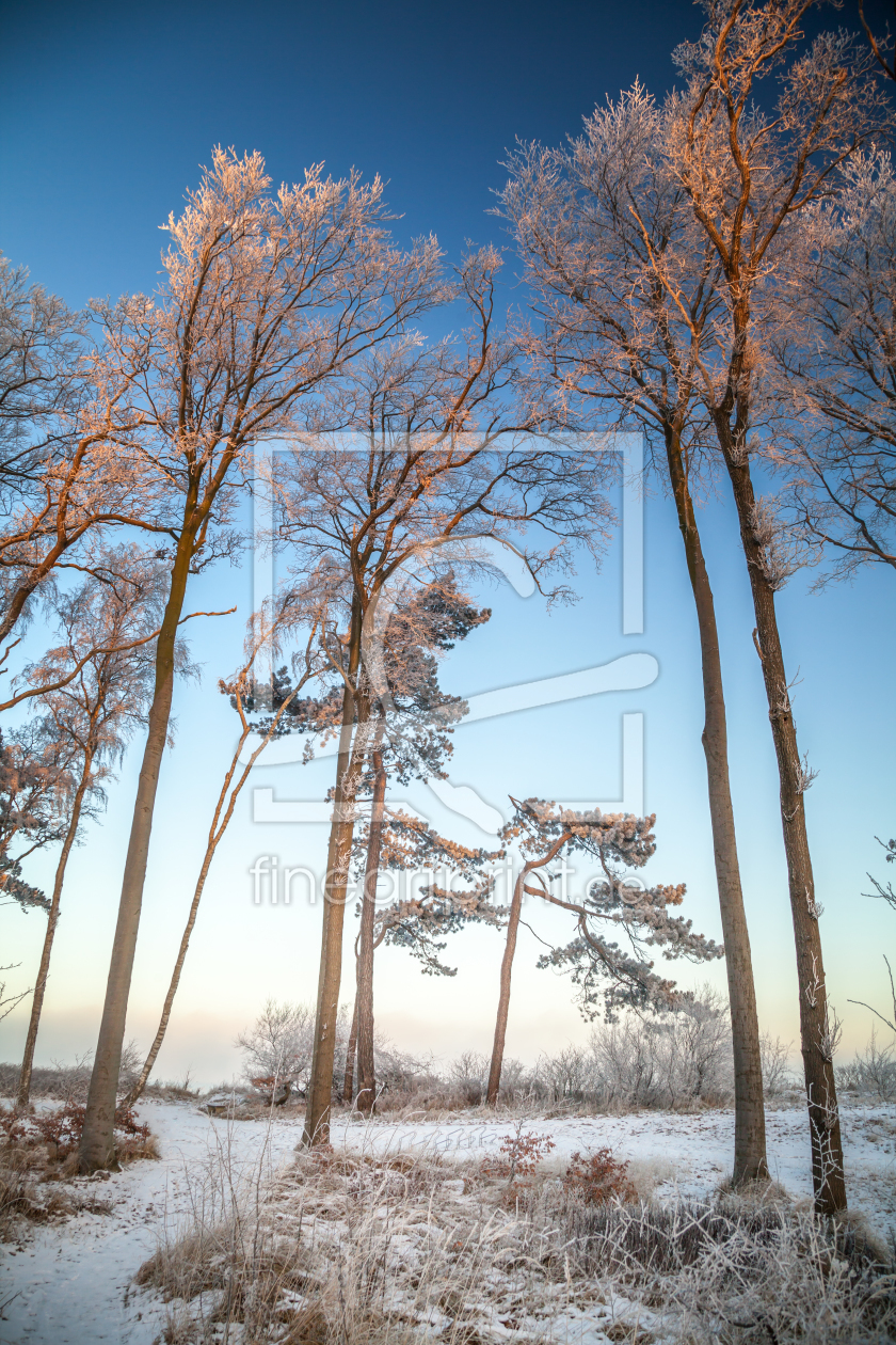 Bild-Nr.: 11679678 Winterzauberwald erstellt von FotoDeHRO