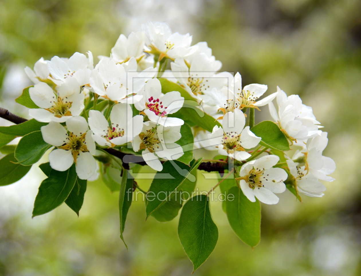 Bild-Nr.: 11743306 Birnenblüten erstellt von GUGIGEI