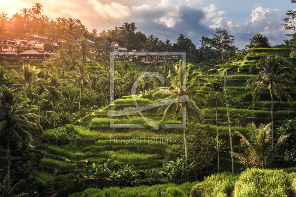 Bild-Nr.: 11759628 Bali - Ubud Reisfelder erstellt von Jean Claude Castor
