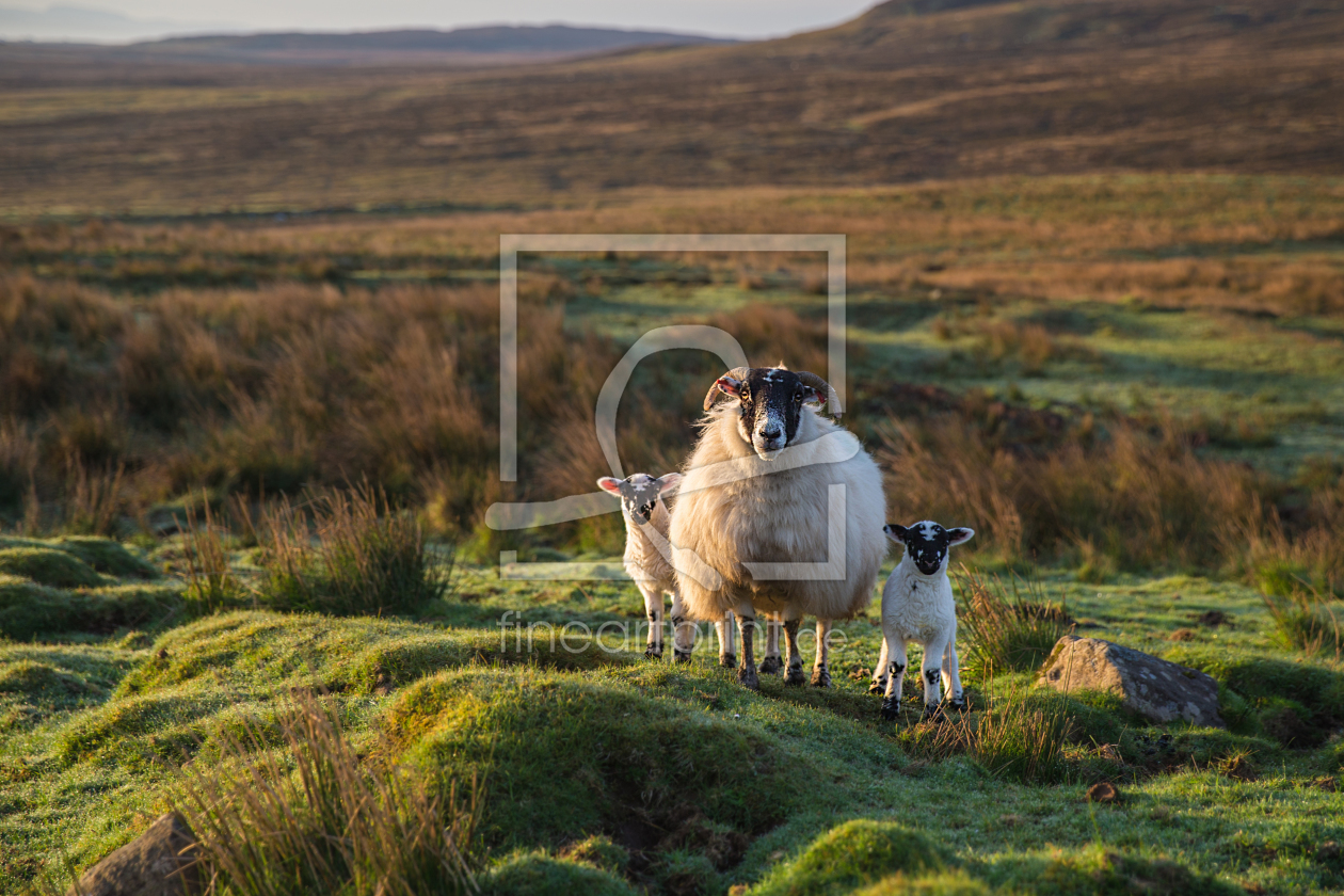 Bild-Nr.: 11769606 Drei Schafe erstellt von HeschFoto