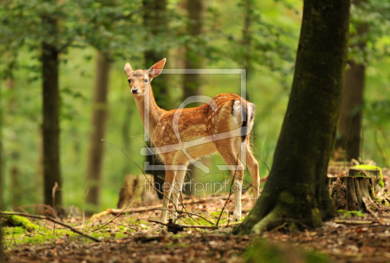 Bild-Nr.: 11795488 BAMBI erstellt von GUGIGEI