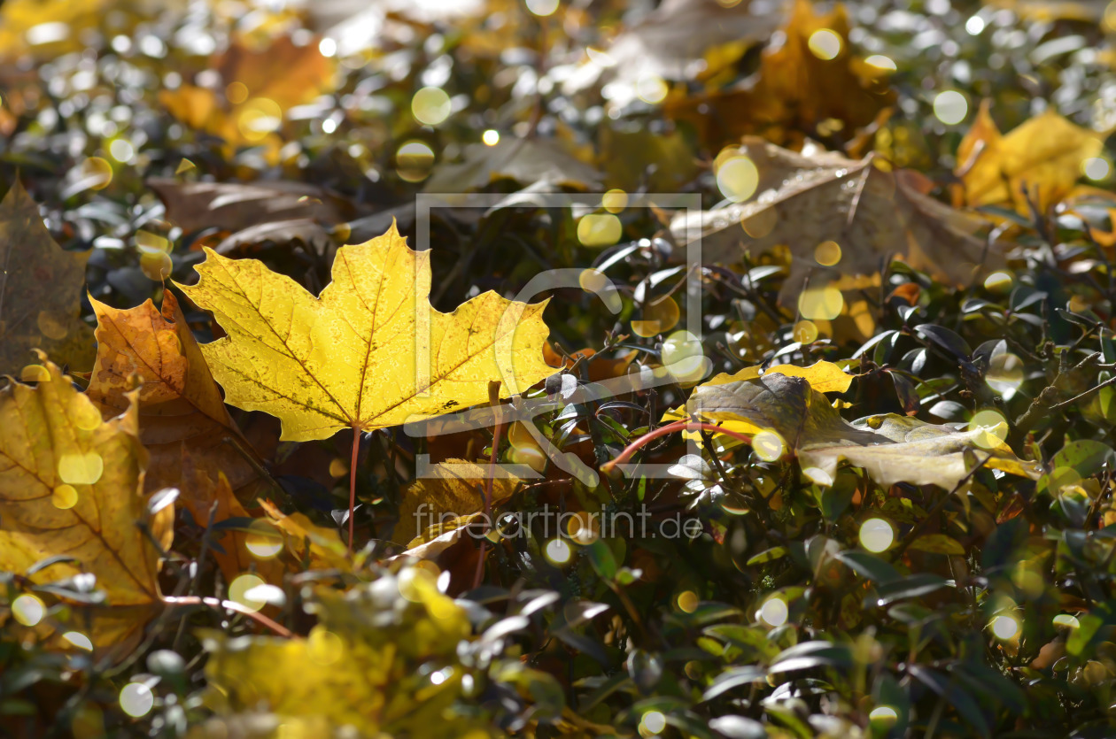 Bild-Nr.: 11800124 Herbststimmung erstellt von zwergl0611