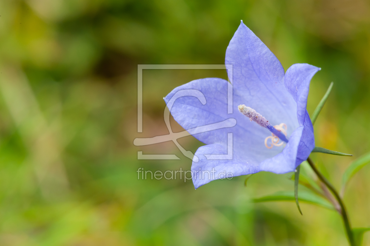 Bild-Nr.: 11819017 Blaue Blüte erstellt von Fototommi
