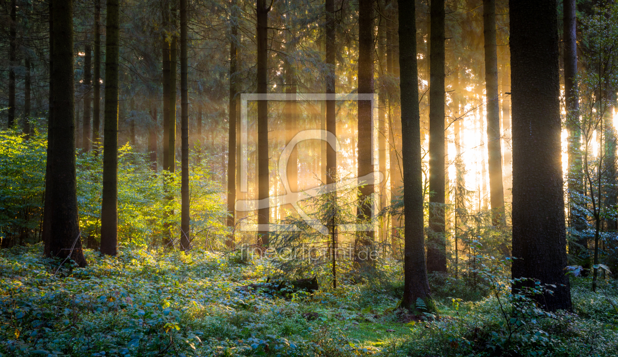 Bild-Nr.: 11830675 Im Wald erstellt von Steffen Henze