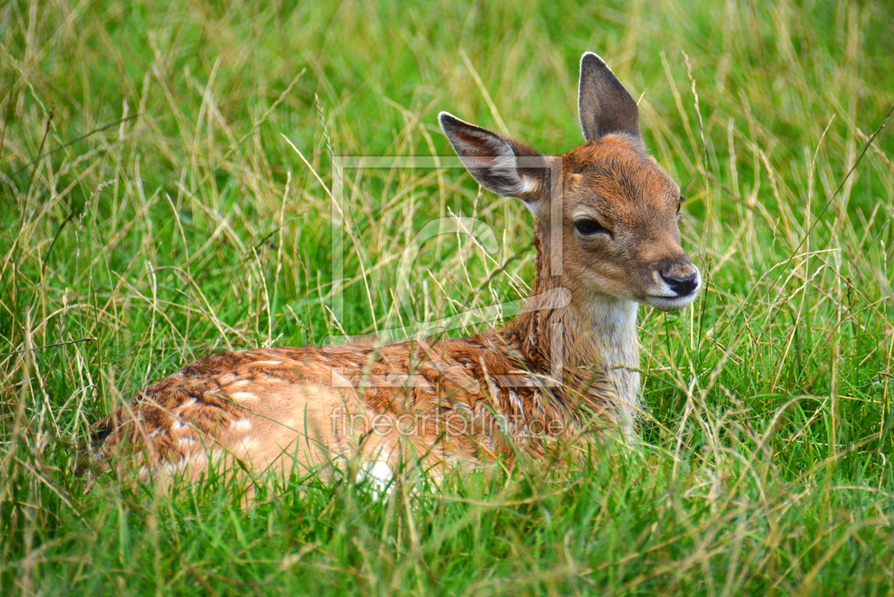 Bild-Nr.: 11832341 BAMBI erstellt von GUGIGEI