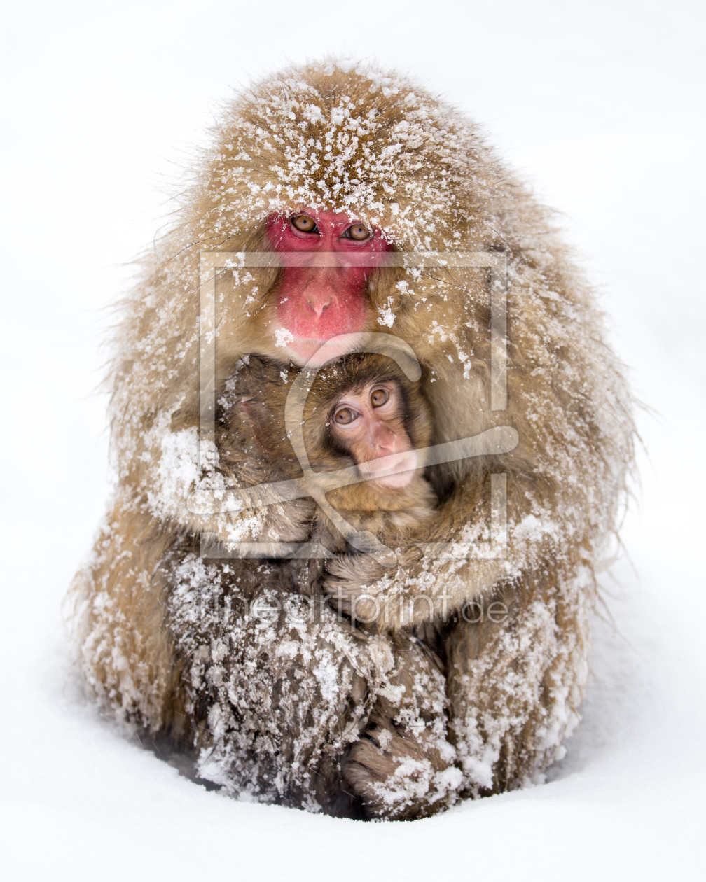 Bild-Nr.: 11832347 Japanische Snow Monkeys erstellt von eyetronic