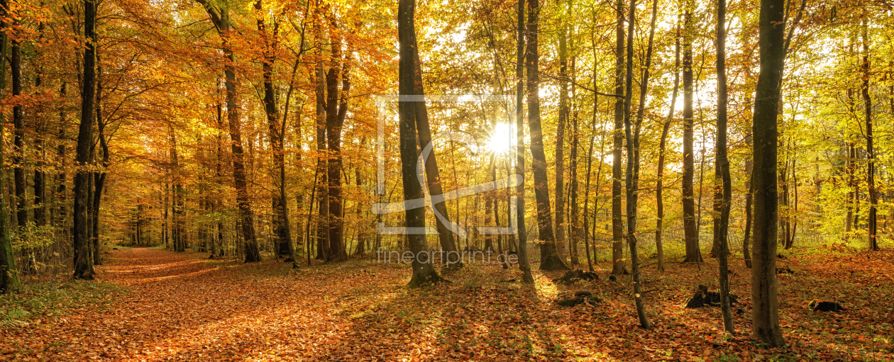 Bild-Nr.: 11855090 Farbenpracht im Wald erstellt von Nordbilder