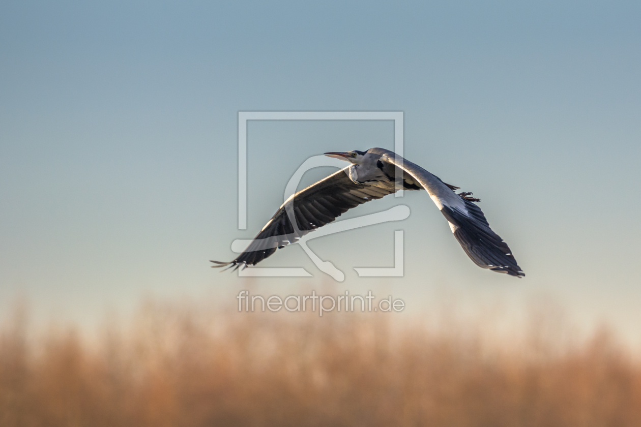 Bild-Nr.: 11862674 Reiher im Flug erstellt von luxpediation