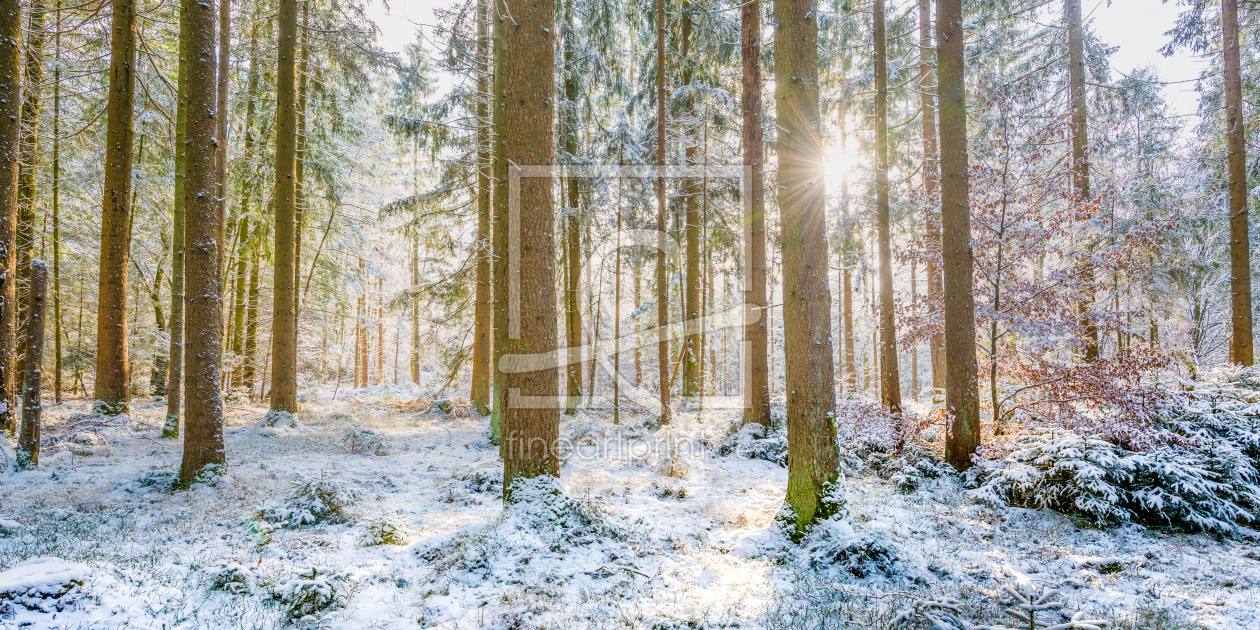 Bild-Nr.: 11875088 Ein sonniger Tag im winterlichen Wald erstellt von hannes cmarits