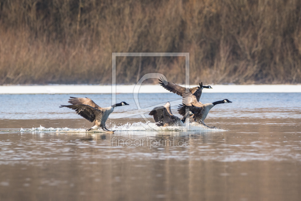 Bild-Nr.: 11882360 Vogel Flügel erstellt von luxpediation