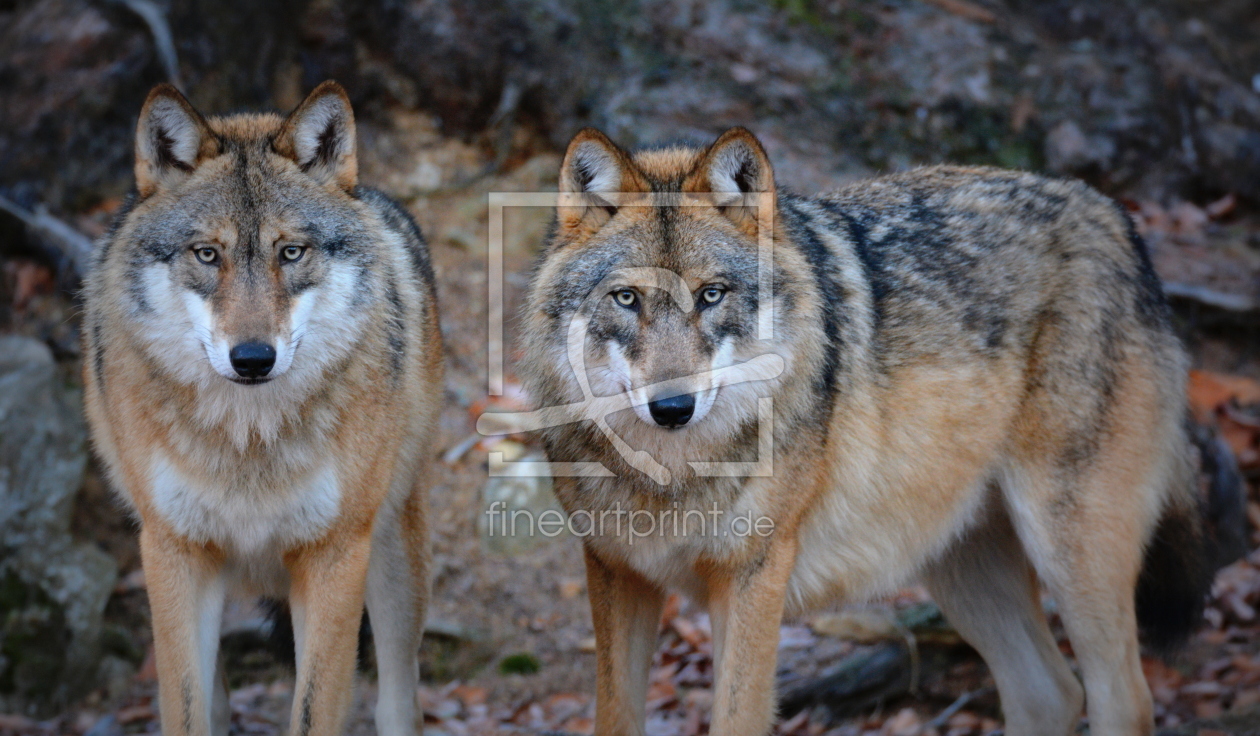 Bild-Nr.: 11887214 Wölfe im Bayerischen Wald erstellt von GUGIGEI
