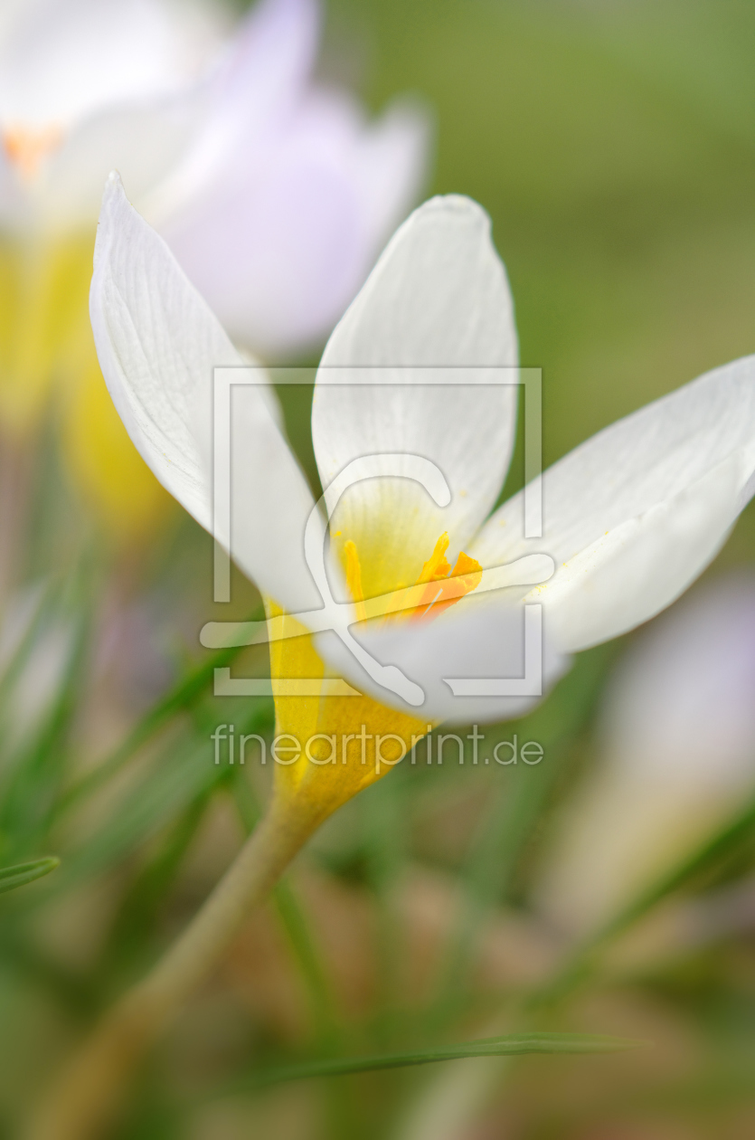 Bild-Nr.: 11887755 Crocus sativus erstellt von Rolf Eschbach