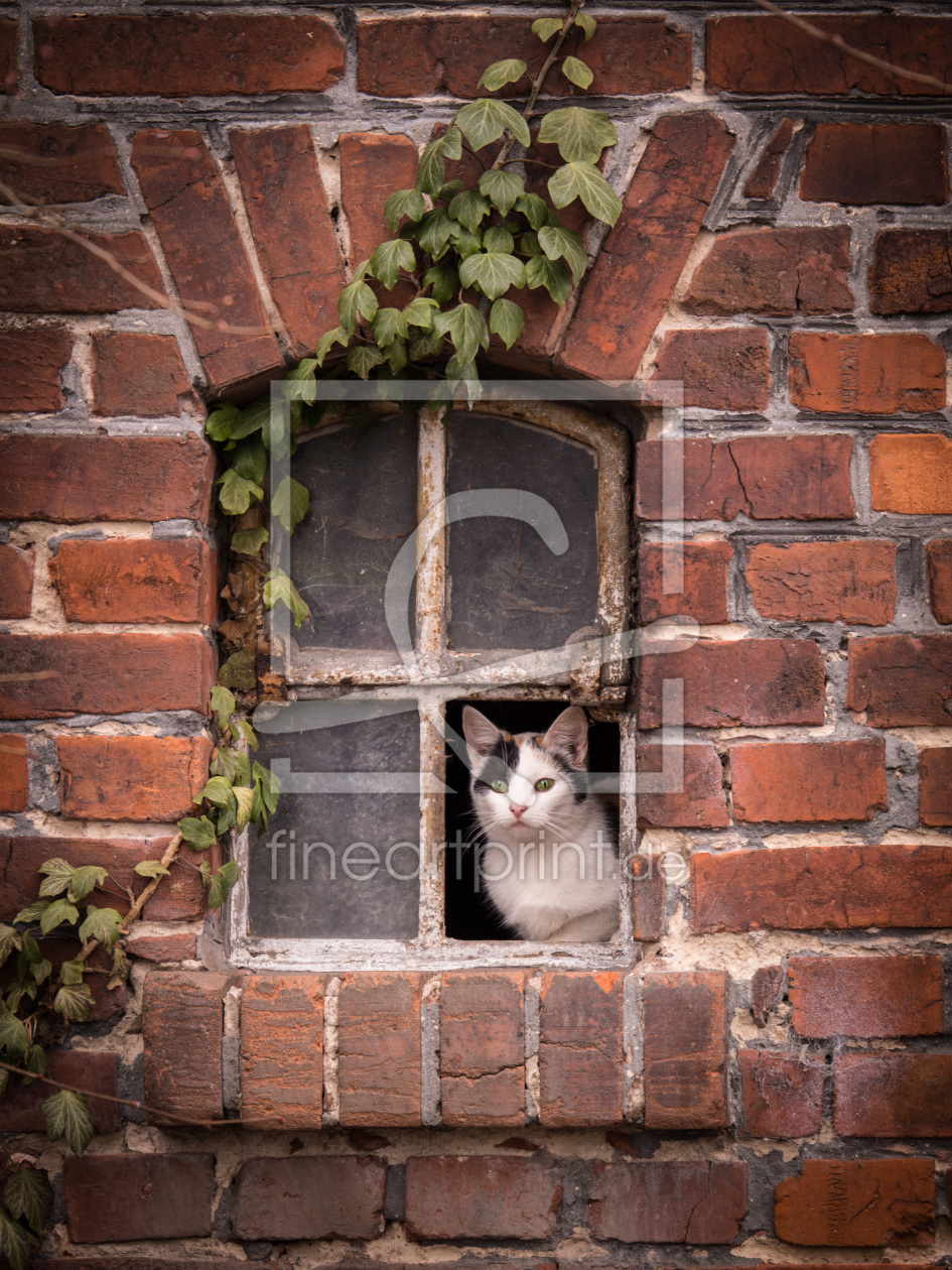 Bild-Nr.: 11889579 Cottage-Cat erstellt von boegau-photography