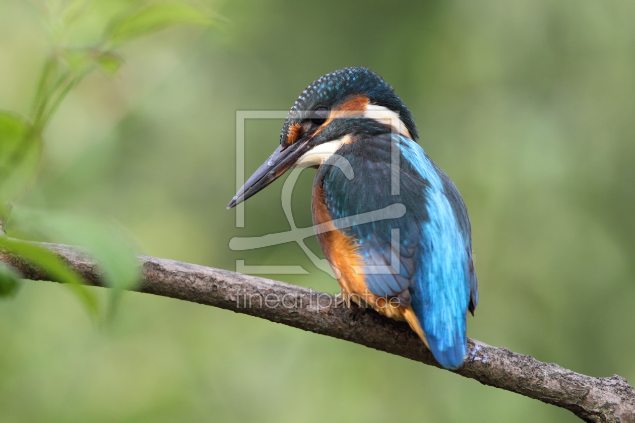 Bild-Nr.: 11889627 Eisvogel erstellt von DirkR