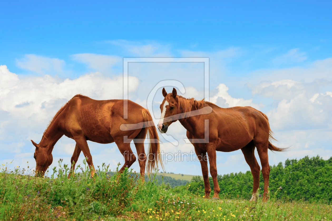 Bild-Nr.: 11889712 Pferde in den Marken erstellt von Wolfgang Zwanzger