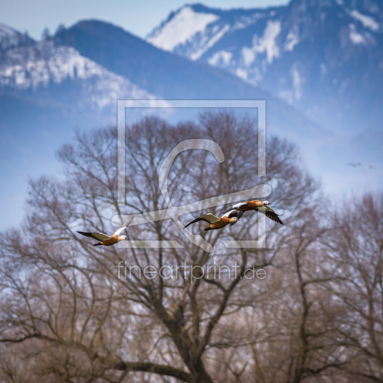 Bild-Nr.: 11889769 Vogelflug mit Alpenblick erstellt von luxpediation