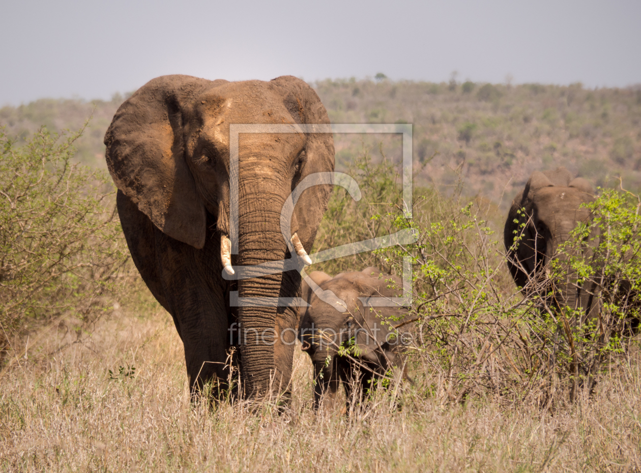 Bild-Nr.: 11890843 Elefant im Kruger Nationalpark erstellt von KundenNr-331239