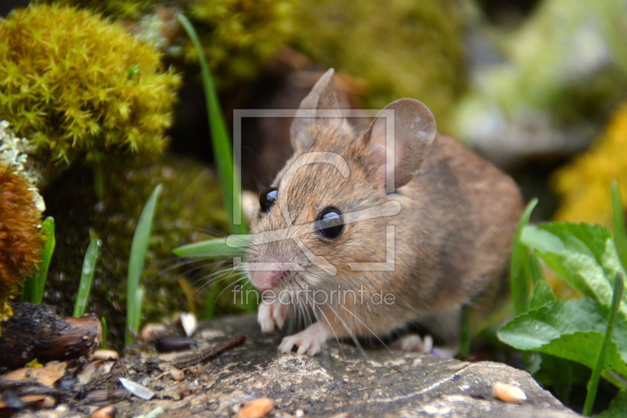 Bild-Nr.: 11893571 süsse Maus erstellt von GUGIGEI