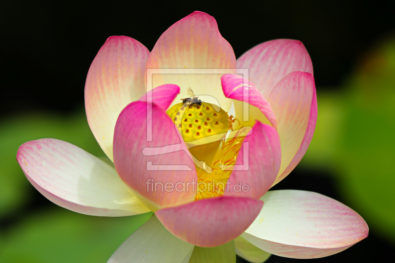 Bild-Nr.: 11961234 Lotosblüte mit Biene erstellt von falconer59