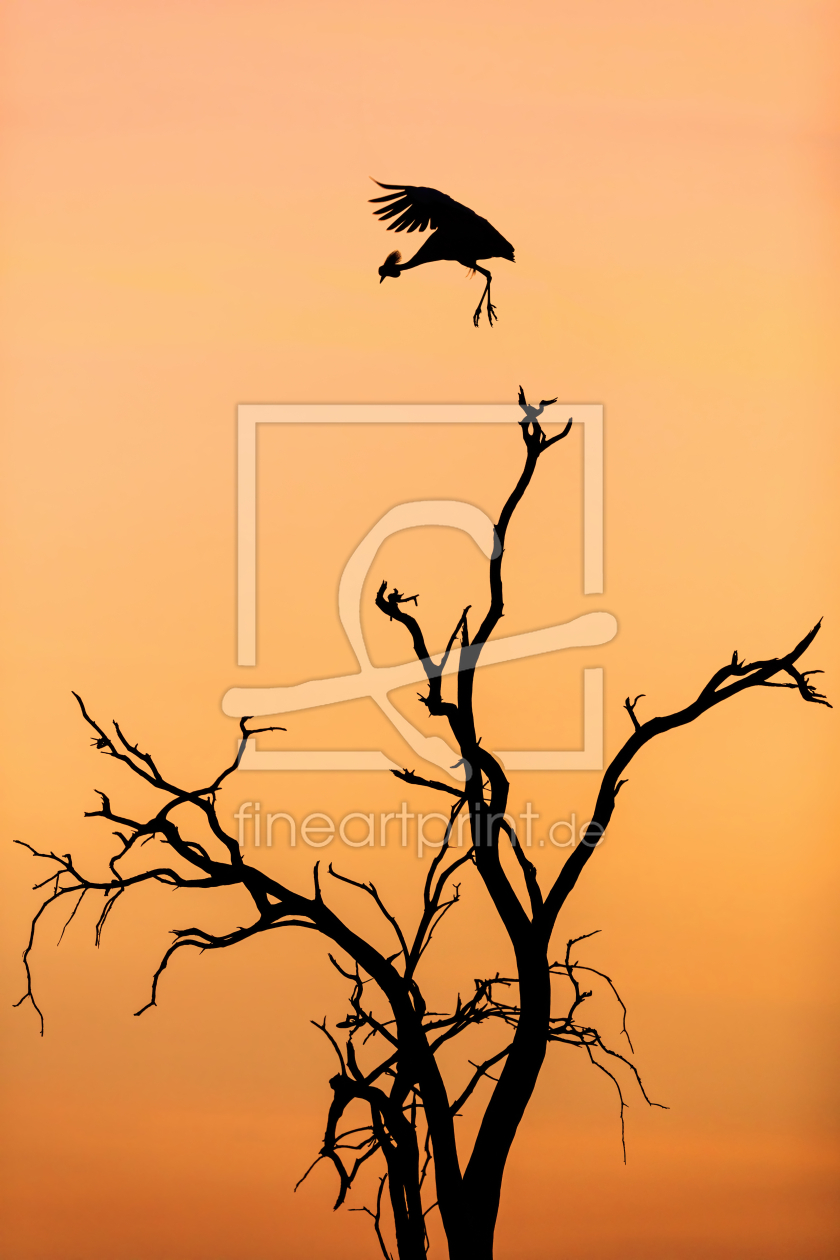 Bild-Nr.: 12000807 Sonnenaufgang in Afrika erstellt von Safarifotografie