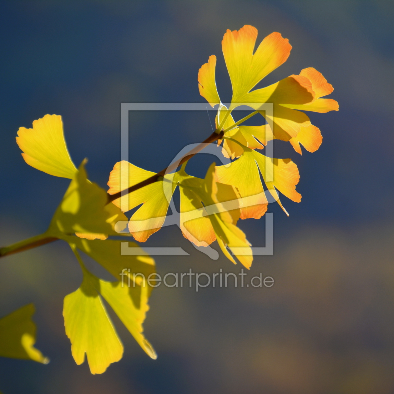 Bild-Nr.: 12018038 Ginkgo im Herbstkleid erstellt von GUGIGEI