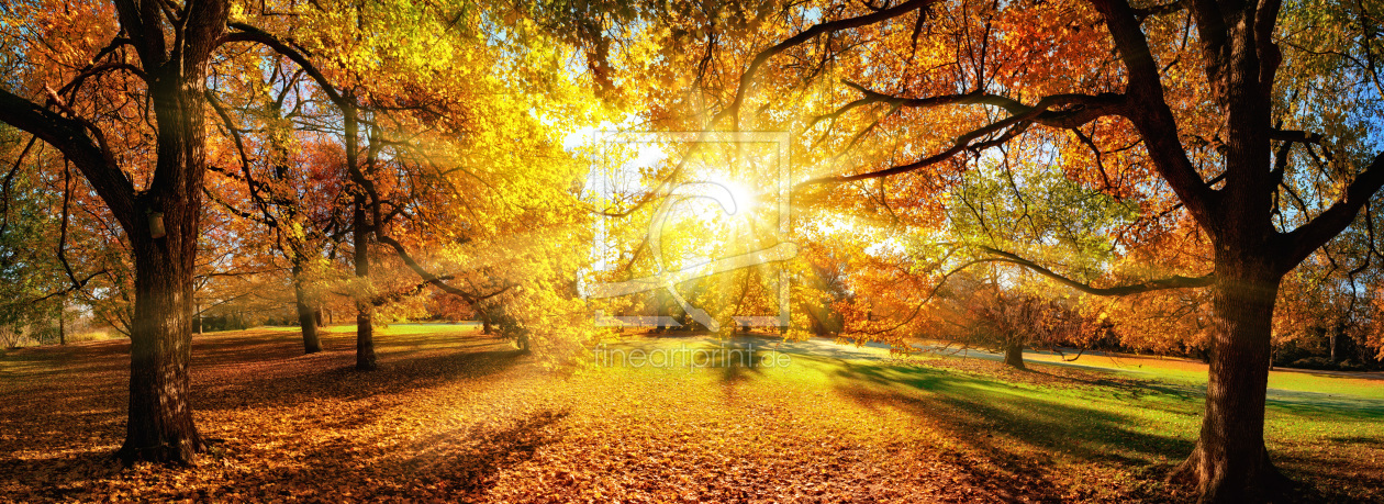 Bild-Nr.: 12108065 Die Sonne verzaubert die Bäume im Herbst erstellt von Smileus