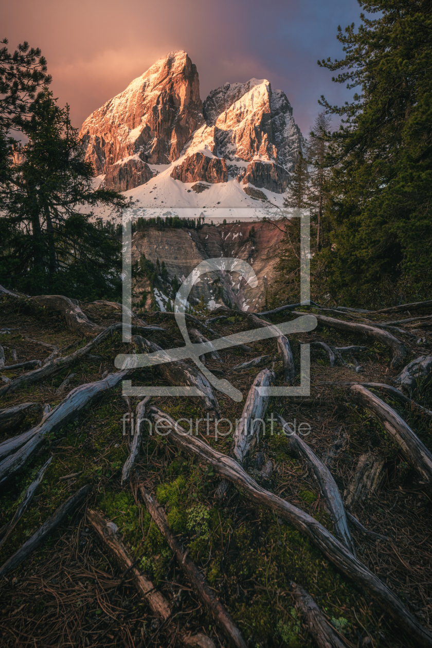 Bild-Nr.: 12740270 Dolomiten Peitlerkofel Wurzelwerk erstellt von Jean Claude Castor