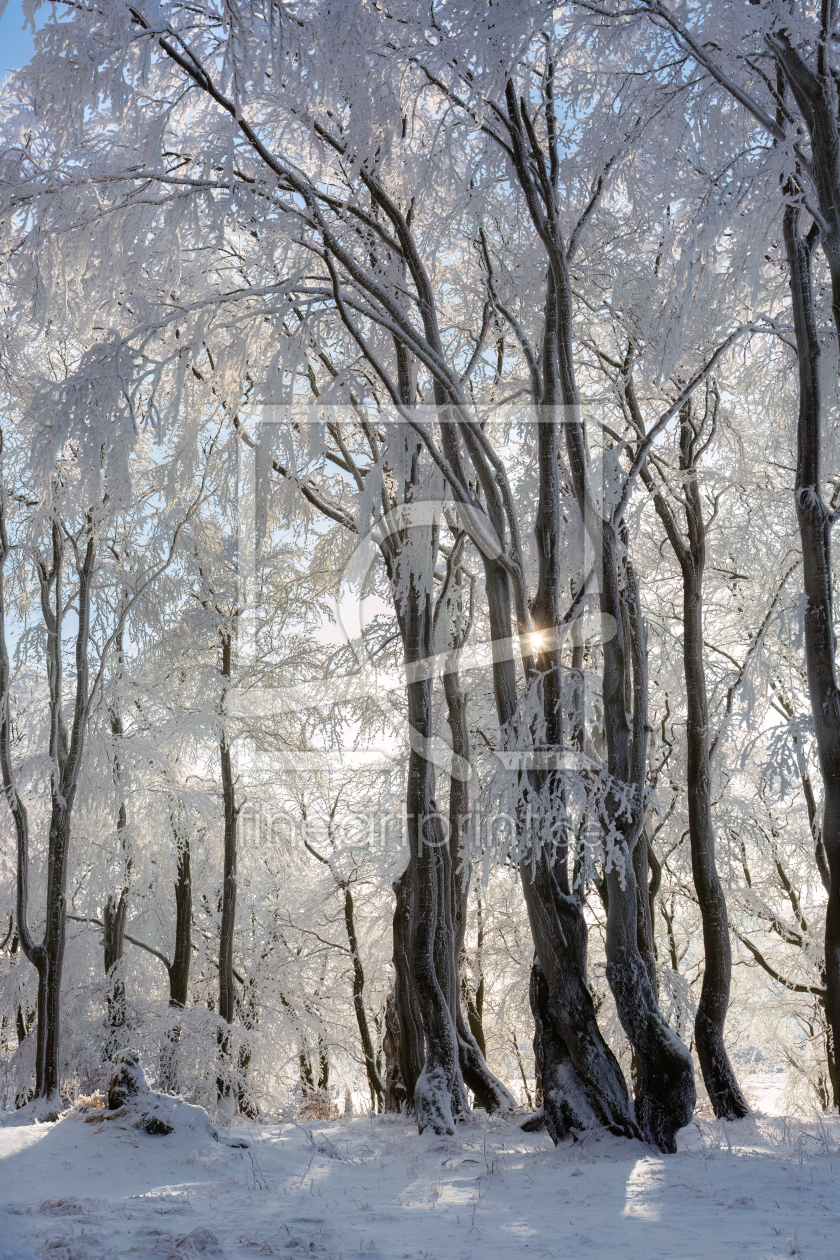 Bild-Nr.: 12799851 Sonne im Winterwald erstellt von Daniela Beyer