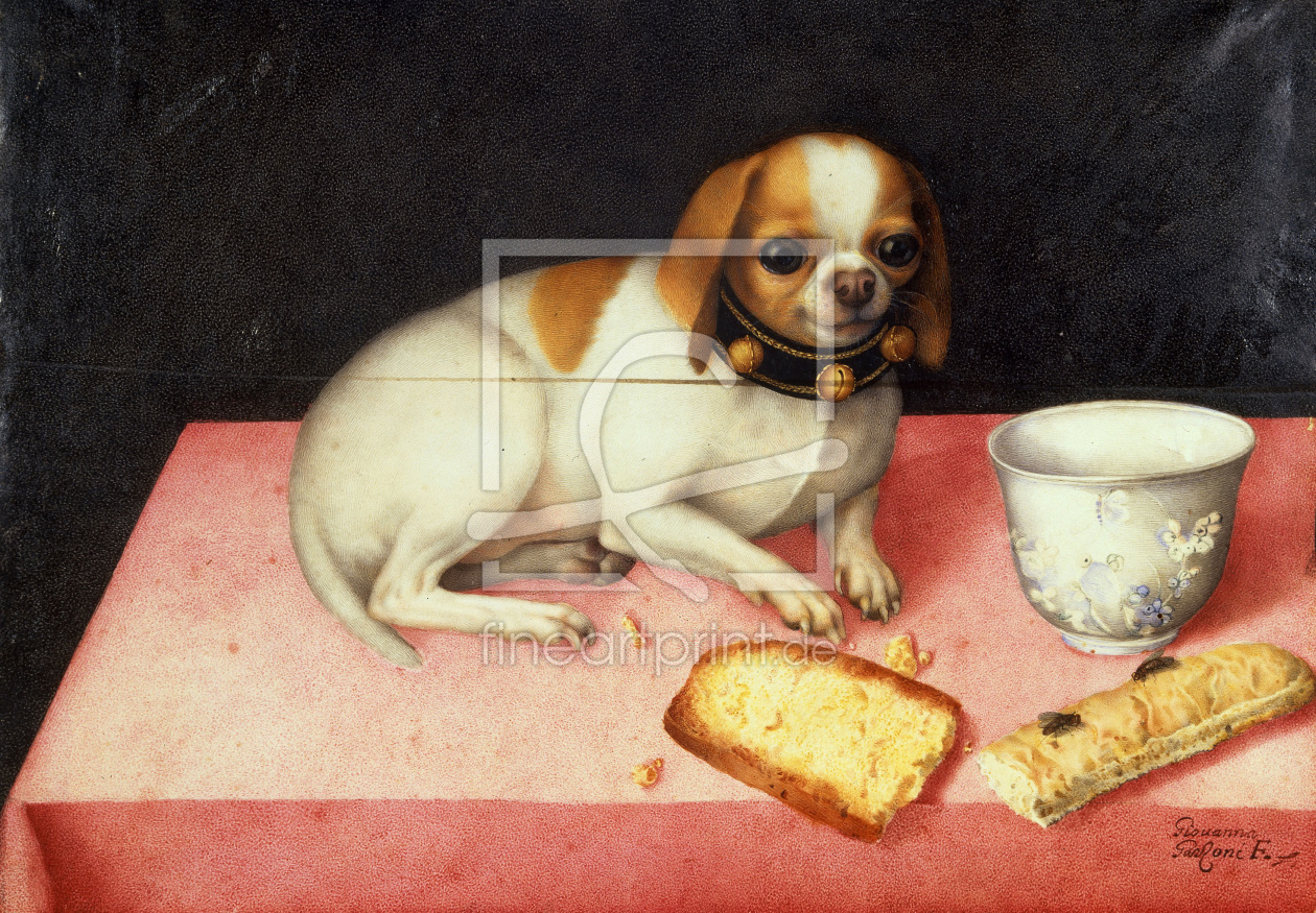 Bild-Nr.: 30009128 G.Garzoni, little dog w.scraps of bread erstellt von Garzoni, Giovanna