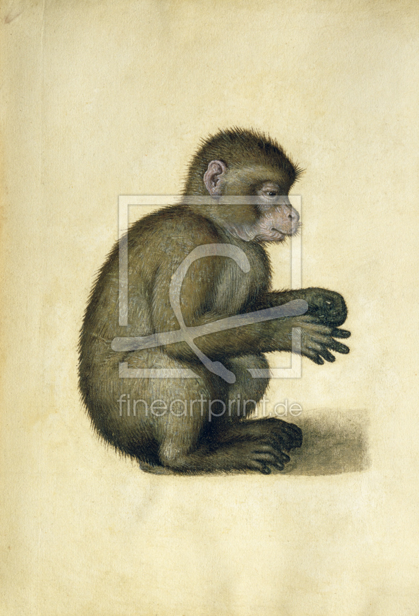 Bild-Nr.: 31000345 A Monkey erstellt von Dürer, Albrecht