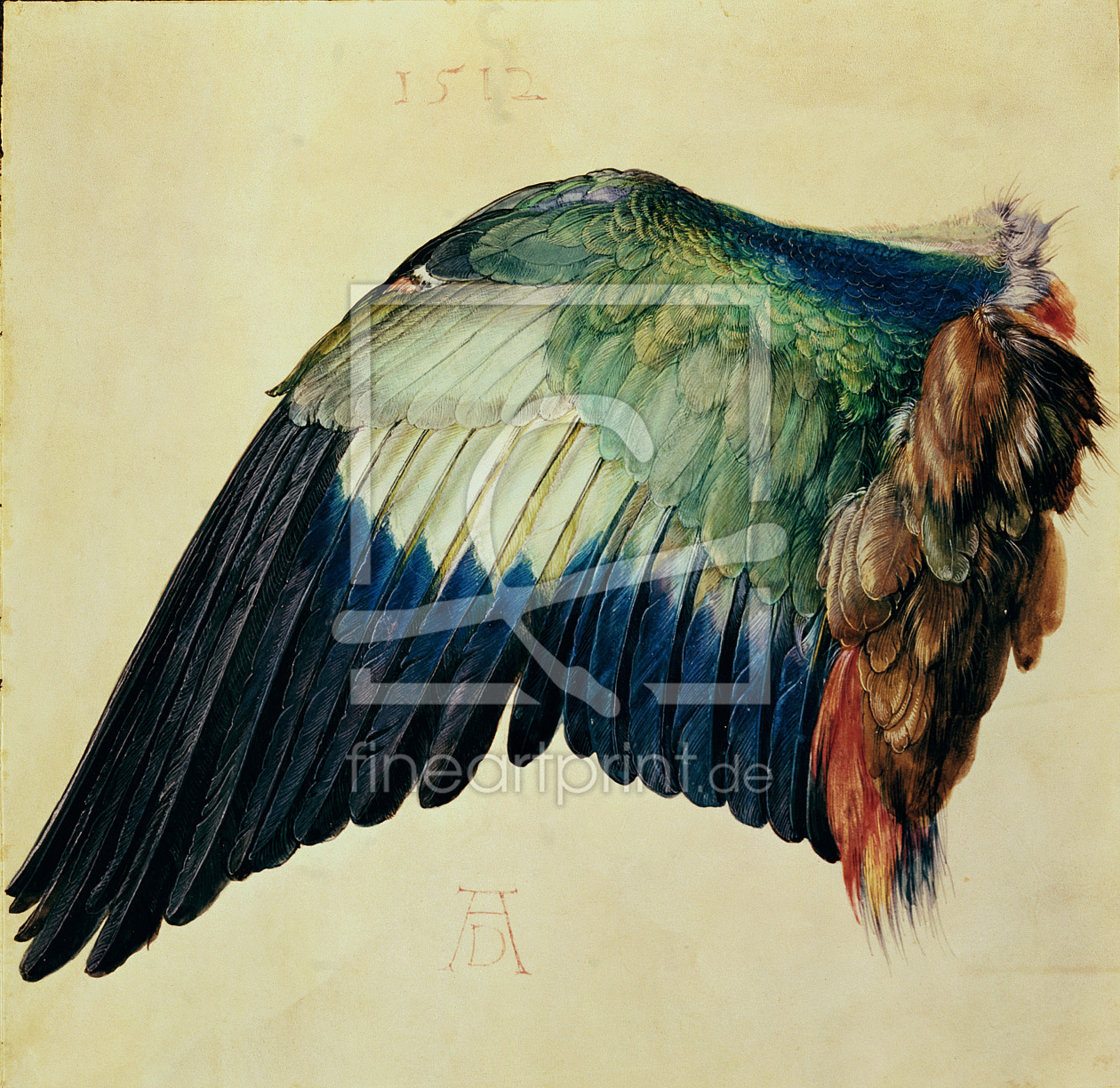 Bild-Nr.: 31000348 Wing of a Blue Roller, 1512 erstellt von Dürer, Albrecht