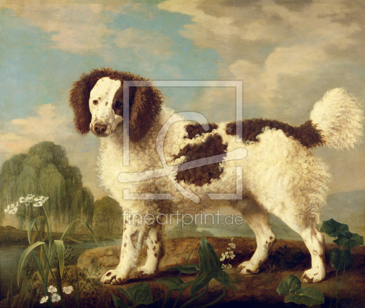 Bild-Nr.: 31001430 Brown and White Norfolk or Water Spaniel, 1778 erstellt von Stubbs, George