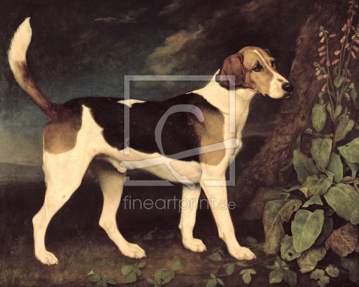 Bild-Nr.: 31001431 Ringwood, a Brocklesby Foxhound, 1792 erstellt von Stubbs, George