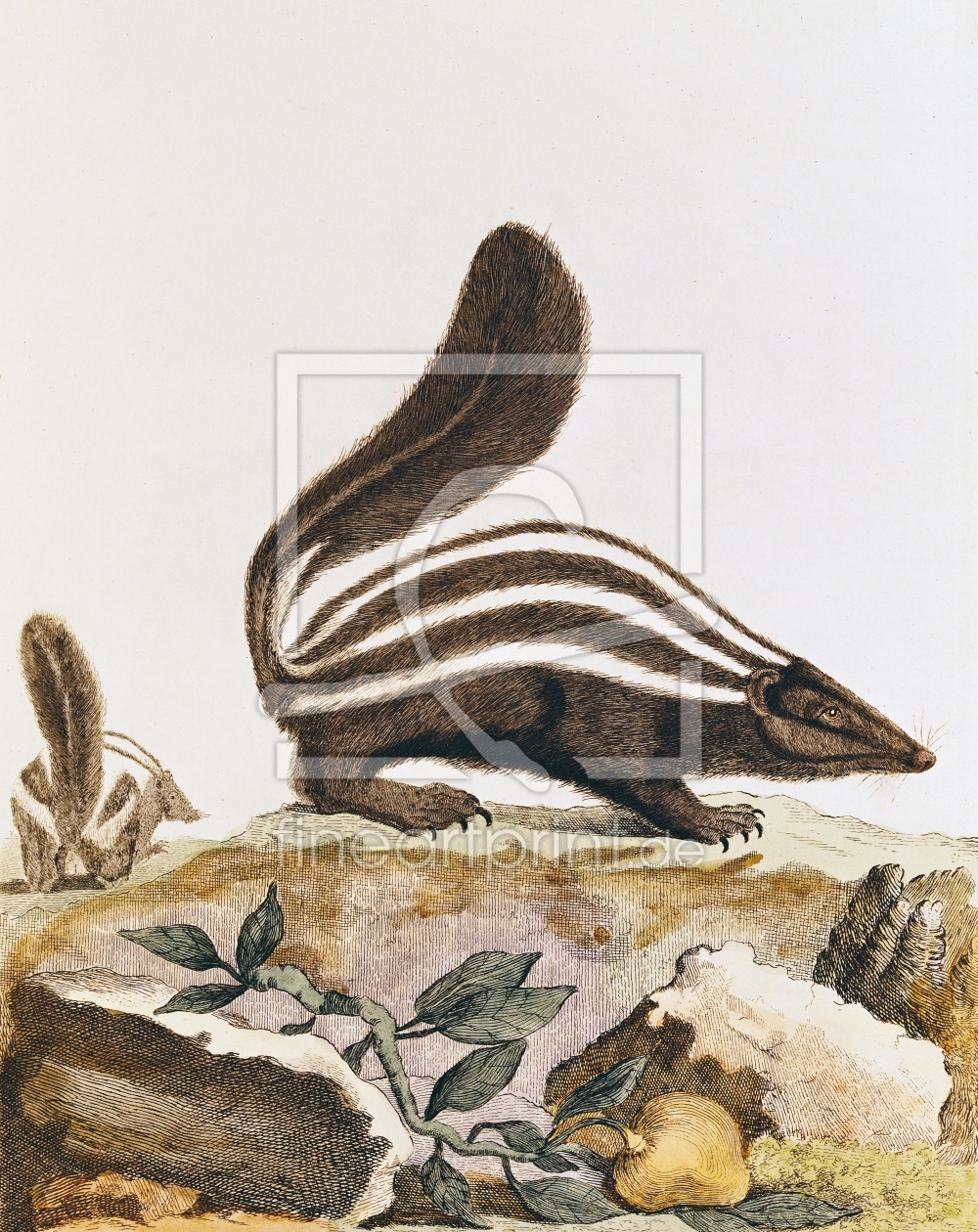Bild-Nr.: 31001919 Skunk, from 'Histoire Naturelle' by Georges Louis Leclerc Buffon 1749-1804 erstellt von Anonyme Künstler