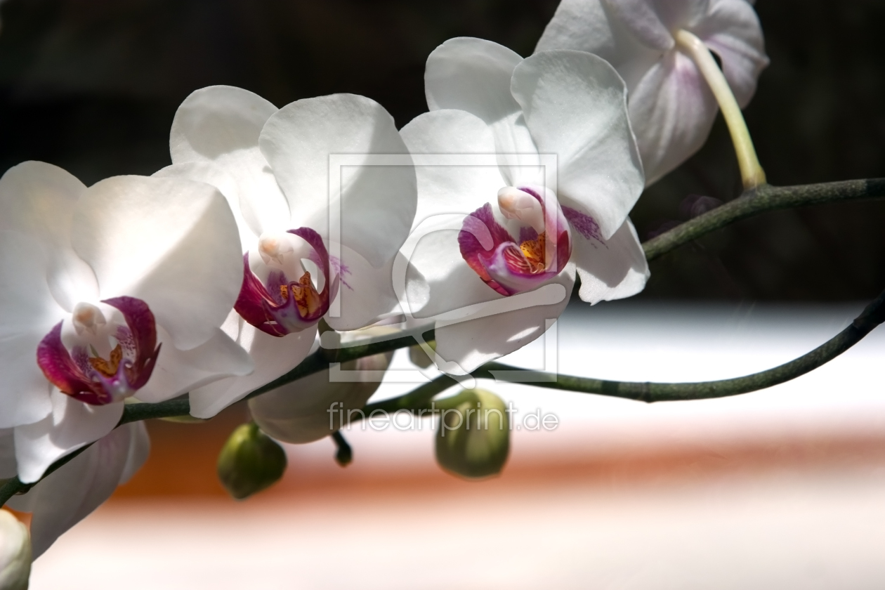 Bild-Nr.: 9236977 Orchidee erstellt von bilderwerk