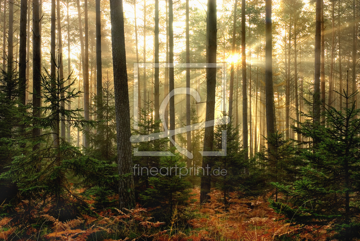 Bild-Nr.: 9416974 Strahlen im Wald erstellt von PeterTost