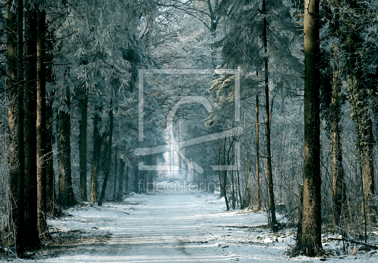 Bild-Nr.: 9425218 Wald Winterwald erstellt von Gerhard Fechtig