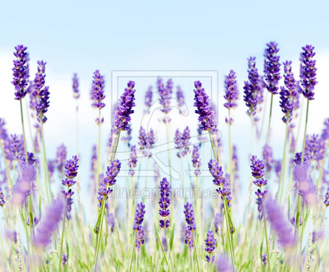 Bild-Nr.: 9485044 Lavendel erstellt von danielschoenen